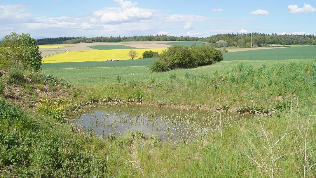 Weiher mit vielen Laubfröschen neben der Motocross Strecke Schlatt