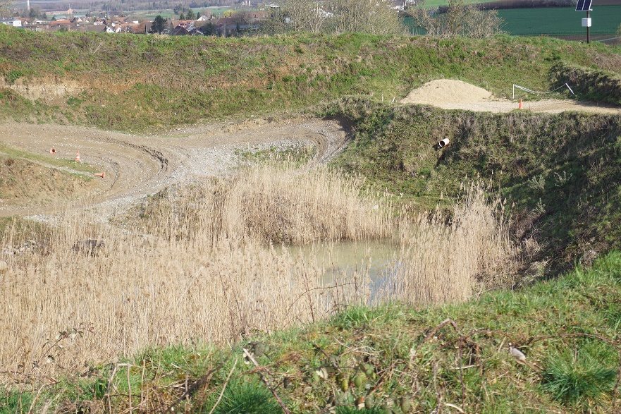 Schilfweiher direkt neben der Motocross Strecke Schlatt – Lebensraum von Laubfrosch und Kreuzkröte
