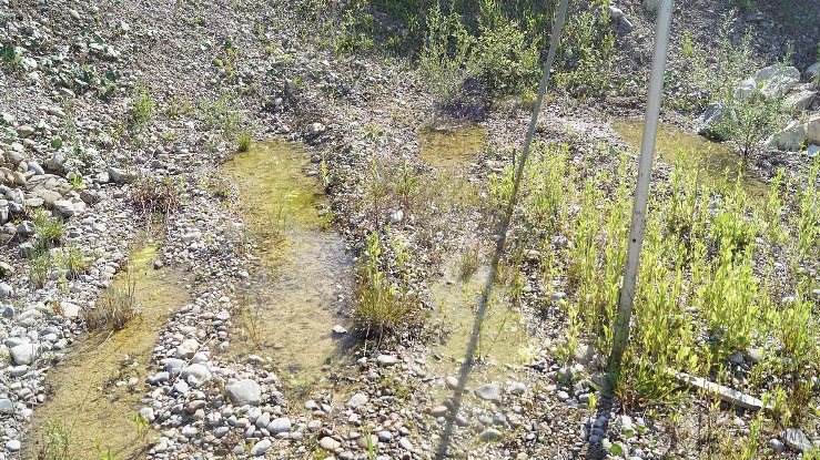 Wassergefüllte Mulden im Kies der Gishalde – Lebensraum von Kreuzkröte und Gelbbauchunke
